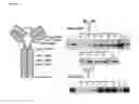 Fig. 08 - Aldehyde-tagged immunoglobulin polypeptides and methods of use thereof