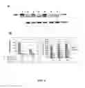 Fig. 05 - Bioassay for the early detection of autoimmune diseases