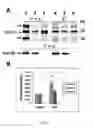 Fig. 08 - Bioassay for the early detection of autoimmune diseases