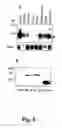 Fig. 10 - Methods for treating cancer by regulation of tumor necrosis factor-alpha