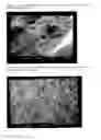 Fig. 16 - Matrix for sustained, invariant and independent release of active compounds