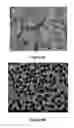Fig. 08 - TRICLOSAN DERIVATIVES AND NANOPARTICLES COMPRISING SAME