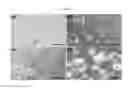 Fig. 06 -  MESOPOROUS DRUG DELIVERY SYSTEM USING AN ELECTRICALLY CONDUCTIVE POLYMER