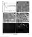 Fig. 09 - ENCAPSULATED CELLS AND COMPOSITES THEREOF