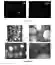 Fig. 10 - ENCAPSULATED CELLS AND COMPOSITES THEREOF