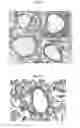 Fig. 04 - Pharmaceutical composition comprising an extract of and the catalpol derivatives isolated therefrom having antiinflammatory, antiallergic and antiasthmatic activity