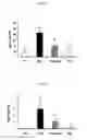 Fig. 06 - Pharmaceutical composition comprising an extract of and the catalpol derivatives isolated therefrom having antiinflammatory, antiallergic and antiasthmatic activity
