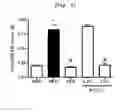 Fig. 06 - Compositions and functional foods for treating and preventing obesity using polygonum cuspidatum butanol fraction and ethyl acetate fraction