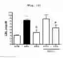 Fig. 14 - Compositions and functional foods for treating and preventing obesity using polygonum cuspidatum butanol fraction and ethyl acetate fraction