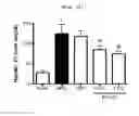 Fig. 16 - Compositions and functional foods for treating and preventing obesity using polygonum cuspidatum butanol fraction and ethyl acetate fraction