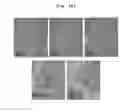 Fig. 19 - Compositions and functional foods for treating and preventing obesity using polygonum cuspidatum butanol fraction and ethyl acetate fraction