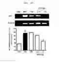 Fig. 20 - Compositions and functional foods for treating and preventing obesity using polygonum cuspidatum butanol fraction and ethyl acetate fraction