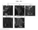 Fig. 45 - Compositions and functional foods for treating and preventing obesity using polygonum cuspidatum butanol fraction and ethyl acetate fraction