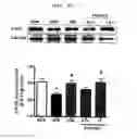 Fig. 53 - Compositions and functional foods for treating and preventing obesity using polygonum cuspidatum butanol fraction and ethyl acetate fraction