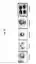 Fig. 23 - Anti-cancer composition comprising aquatic microbial extract