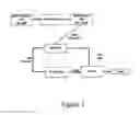 Fig. 02 - Livestock feed from corn ethanol byproduct