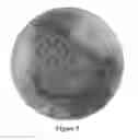 Fig. 04 - Chocolate Beverage