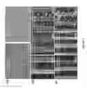 Fig. 04 - Methods for the growth of three-dimensional nanorod networks