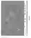 Fig. 11 - MODIFIED CARBON NANOTUBES, METHODS FOR PRODUCTION THEREOF AND PRODUCTS OBTAINED THEREFROM