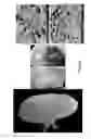 Fig. 06 - DECELLULARIZATION AND RECELLULARIZATION OF ORGANS AND TISSUES