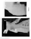 Fig. 07 - DECELLULARIZATION AND RECELLULARIZATION OF ORGANS AND TISSUES