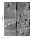 Fig. 10 - DECELLULARIZATION AND RECELLULARIZATION OF ORGANS AND TISSUES
