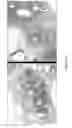 Fig. 13 - DECELLULARIZATION AND RECELLULARIZATION OF ORGANS AND TISSUES