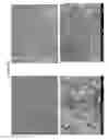 Fig. 22 - DECELLULARIZATION AND RECELLULARIZATION OF ORGANS AND TISSUES