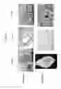 Fig. 27 - DECELLULARIZATION AND RECELLULARIZATION OF ORGANS AND TISSUES