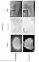Fig. 28 - DECELLULARIZATION AND RECELLULARIZATION OF ORGANS AND TISSUES