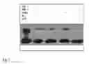 Fig. 08 - Method for functional testing of site-specific DNA methylation