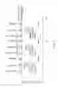 Fig. 23 - DETERMINATION OF FETAL ANEUPLOIDY BY QUANTIFICATION OF GENOMIC DNA FROM MIXED SAMPLES