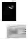 Fig. 02 - DNA capable of inducing osteoblast-specific expression