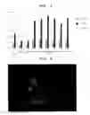 Fig. 04 - DNA capable of inducing osteoblast-specific expression