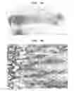 Fig. 05 - DNA capable of inducing osteoblast-specific expression