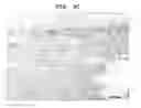 Fig. 06 - DNA capable of inducing osteoblast-specific expression