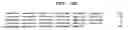 Fig. 24 - DNA capable of inducing osteoblast-specific expression