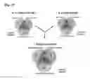 Fig. 08 - BIOMARKER COMPOSITION FOR DETECTING DIABETIC RETINOPATHY AND DIAGNOSTIC KIT THEREFOR