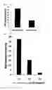 Fig. 11 - Method for culture of hepatocytes