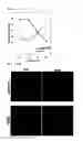 Fig. 12 - Method for culture of hepatocytes