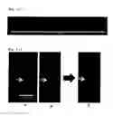Fig. 16 - Method for culture of hepatocytes