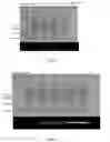Fig. 03 - Vector for Expression of hEGF and Uses Thereof