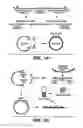Fig. 02 - Enhanced protein expression in 