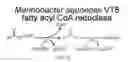Fig. 10 - Reductase Enzymes