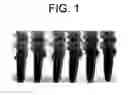 Fig. 02 - Emulsion Compositions
