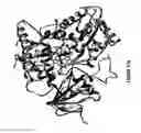 Fig. 32 - Cytochrome P450 oxygenases