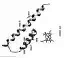 Fig. 34 - Cytochrome P450 oxygenases