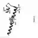 Fig. 35 - Cytochrome P450 oxygenases