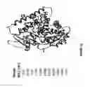 Fig. 37 - Cytochrome P450 oxygenases