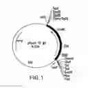 Fig. 02 - MUTANT DNA POLYMERASES AND USES THEROF